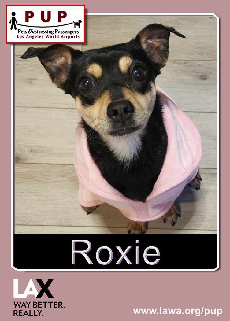 PUPs_Roxie