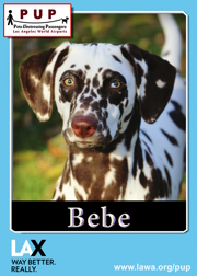 PUPs_Bebe