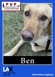 PUPs_Ben