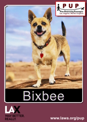 PUPs_Bixbee