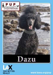 PUPs_Dazu