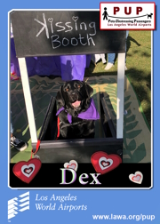 PUPs_Dex