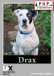 PUPs_Drax