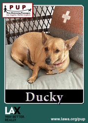 PUPs_Duckie