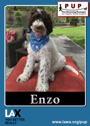 PUPs_Enzo