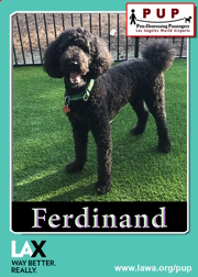 PUPs_Ferdinand