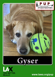 PUPs_Gyser