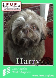 PUPs_Harry