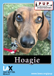 PUPs_Hoagie