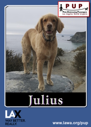 PUPs_Julius