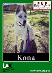 PUPs_Kona