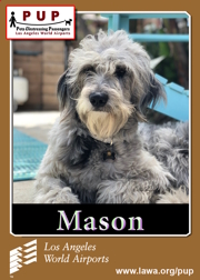 PUPs_Mason