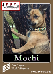 PUPs_Mochi