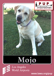 PUPs_Mojo