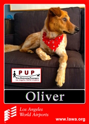 PUPs_Oliver