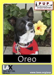 PUPs_Oreo