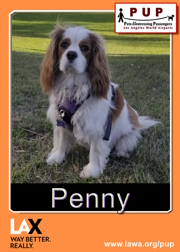 PUPs_Penny