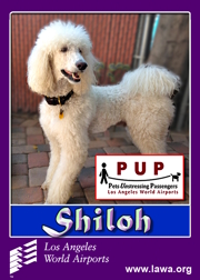 PUPs_Shiloh