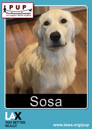 PUPs_Sosa