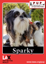 PUPs_Sparky