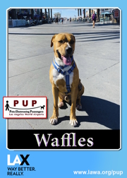 PUPs_Waffles