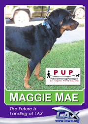 MaggieMae